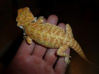 Hypo Leatherback het Trans 002.jpg