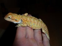Hypo Leatherback het Trans 003.jpg
