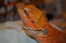 DSC_0252.jpg