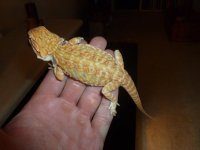 Hypo Leatherback het Trans 001.jpg