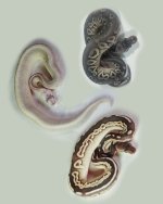 pewter savannah sterling mojave.jpg