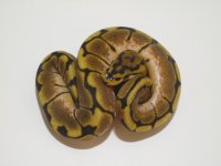 Spider Het. Clown Female #1a.jpg