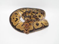 Clown 100% Het. Hypo Male #1a.jpg