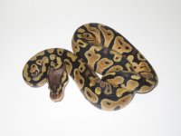 Pastel Het. Clown Male #1a.jpg
