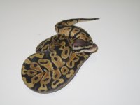 Pastel Het. Clown Male #2b.jpg