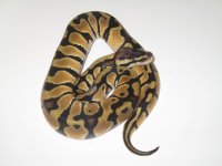 Pastel Het. Clown Male #4a.jpg