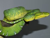 yella2.jpg