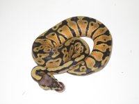 Pastel Het. Clown Female #3b.jpg