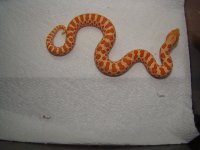albino girl resized.jpg