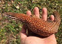 Fauna2.jpg