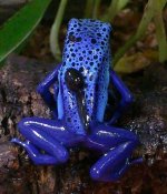 azureus with tad.jpg