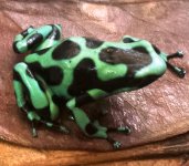 green and black right side.jpg