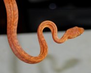 DSC_0058.jpg