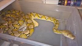 retic 1.jpg