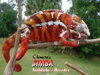 Simba (2).jpg