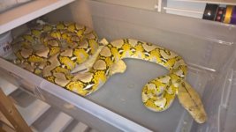 retic 2.jpg