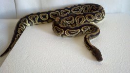 blackpastel (1).jpg
