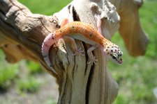 IMG_0163.jpg