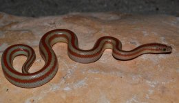 DSC_0683.jpg