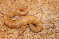 snakes 005.jpg