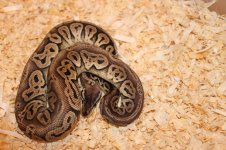 snakes 008.jpg