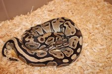 snakes 009.jpg