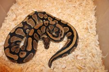 snakes 011.jpg