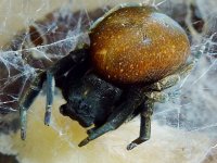 Stegodyphus1.JPG
