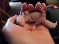 my_leopard_gecko_playing_dead_by_twilightwolf333-d78xtcn.jpg