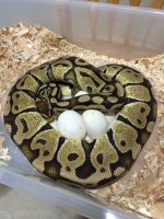 Pastel Het X Enchi FireFly on eggs.jpg