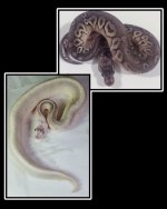 sterling mojave pewter.jpg