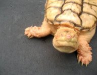 albinosnapper.jpg
