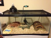 Snake Pic.jpg