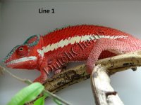 Ank.Line1.jpg Ank.Line1.jpg