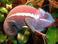 Ank.Line2.jpg Ank.Line2.jpg