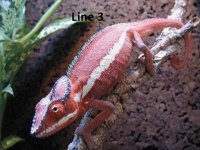 Ank.Line3.jpg Ank.Line3.jpg