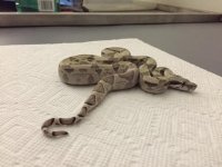 Ghost Female het 5 2.JPG