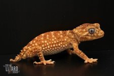 NEPHRURUS THUMBNAIL.jpg