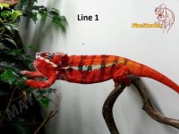 Mang.Line1.2.jpg Mang.Line1.2.jpg