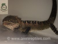 Hypsilurus goddofreyii.jpeg