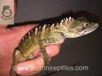 hypsilurus goddofreyii2.jpeg