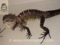 Hypsilurus goddofreyii1.jpeg