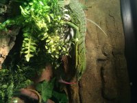 Fauna Animals 3-25-15 007[1].jpg