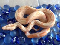 albino het leo.jpeg
