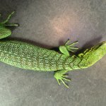 Fauna Animals 3-25-15 008[1].jpg