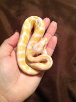 albino.jpg