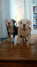 spice and akasha.jpg