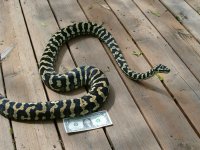 Jungle Carpet.jpg