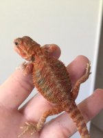 Red Female Hypo Trans.JPG