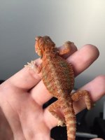 Red Female Hypo Trans 2.JPG